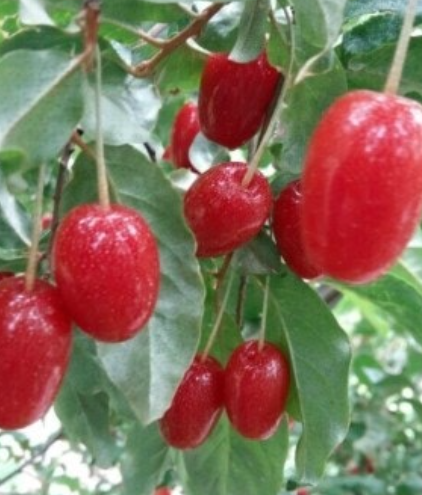 보리수-열매-효능-부작용-하루-섭취량-관련-사진