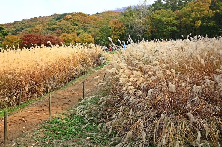 수원·용인 단풍 명소 BEST 5 : 광교호수공원·수원화성·용인민속촌·에버랜드·용인자연휴양림