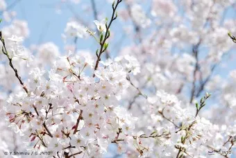 일본 벚꽃 명소 벚꽃 여행 개회시기 도쿄 벚꽃 축제_19
