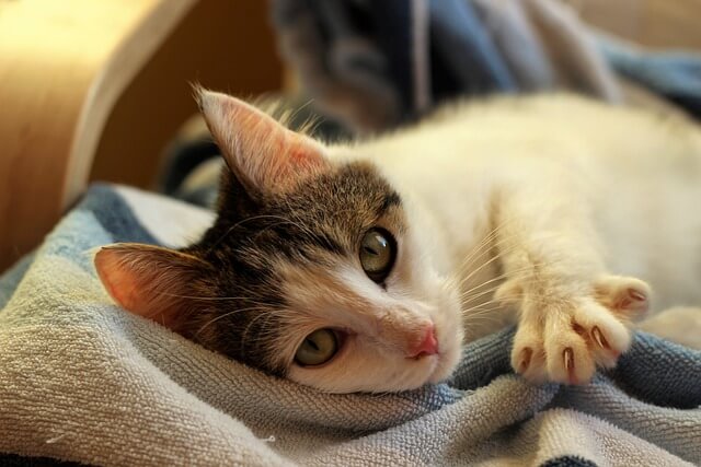 고양이 발톱 깎기