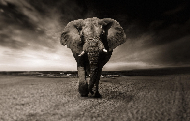 사라지는 생명들 우리가 지켜야 할 이유 (멸종, 생태계, 위기)