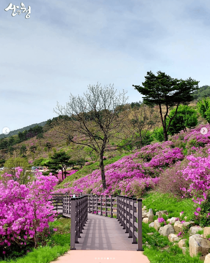 황매산 철쭉축제 기간