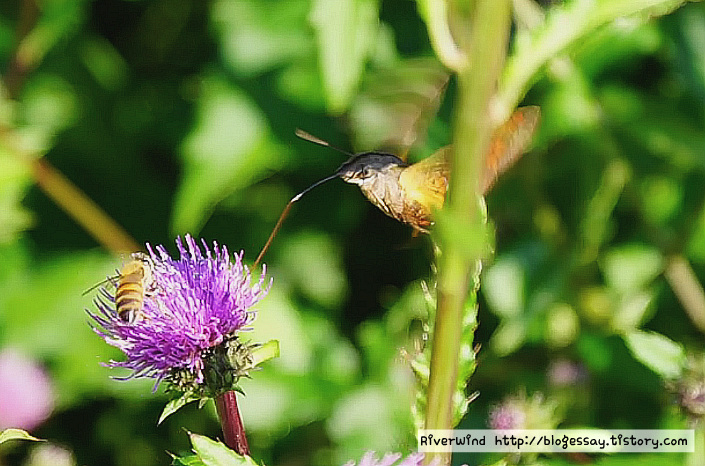 박각시 빨대 입