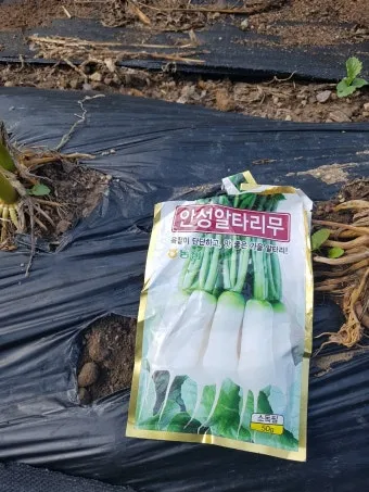 알타리무 파종시기 핵심 포인트_11