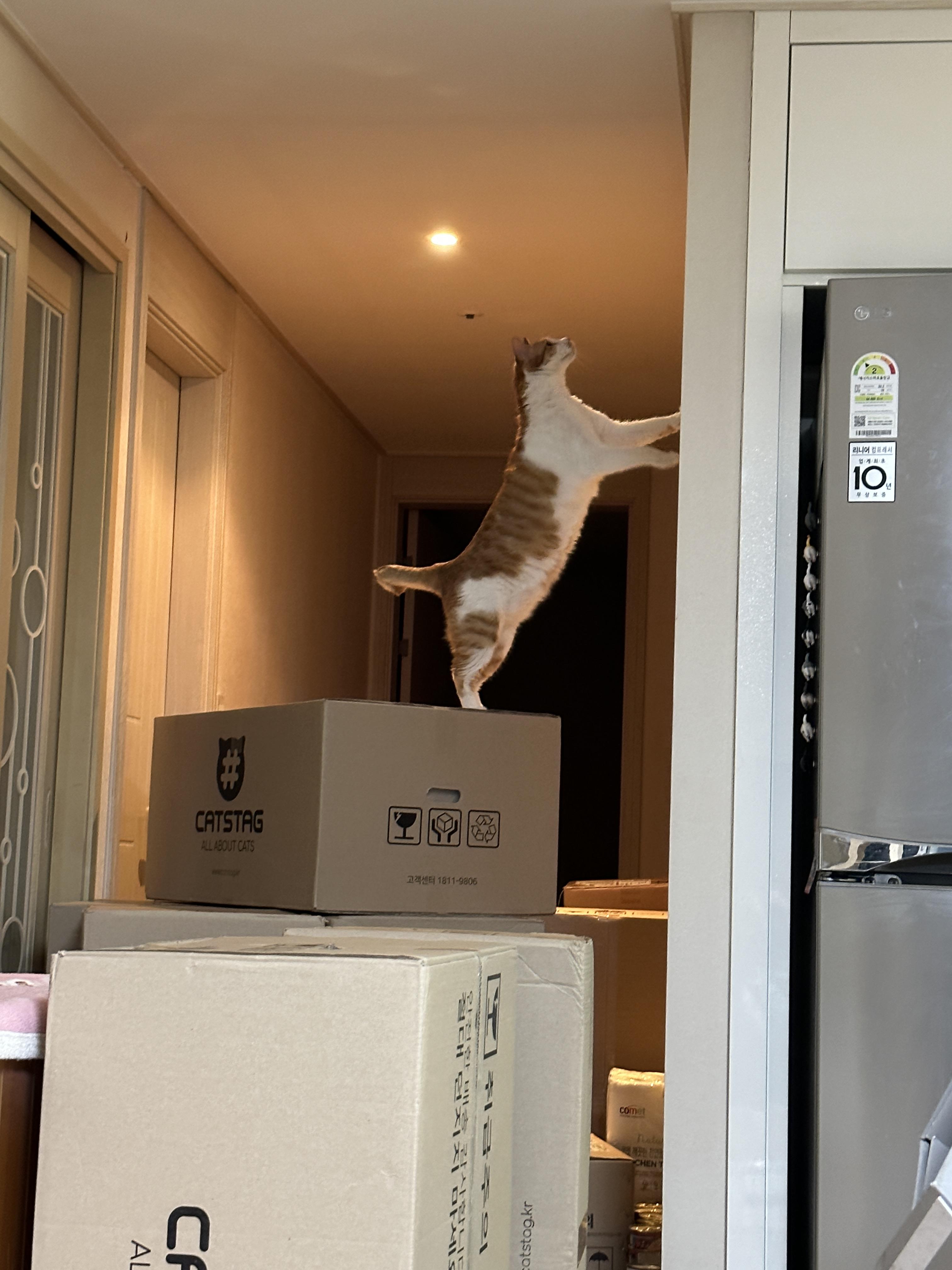 냥냥이들 화장실을 교체했다!(feat.화장실을 교체 해야 하는 이유)