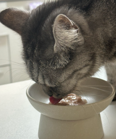 고양이 수분 섭취를 돕는 습식 사료 급여 모습