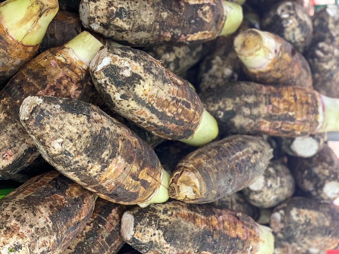 taro 사진
