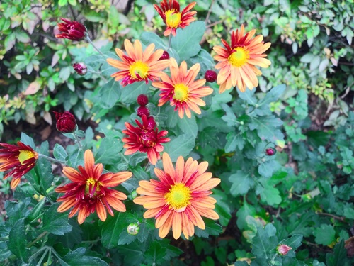 화양연화 뜻 이미지 입니다.