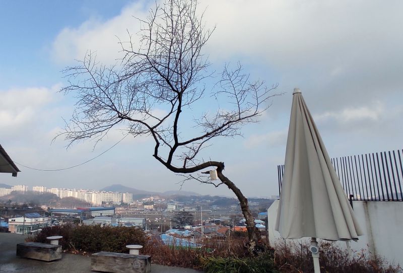 누워 자라는 나무와 테라스 앞으로 쭉 뻗은 마을 모습