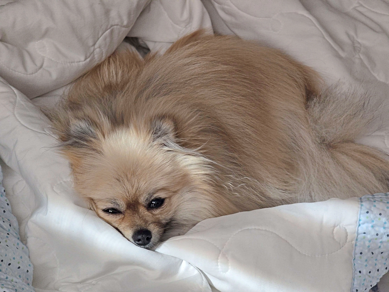 편안하게 누워 있는 강아지