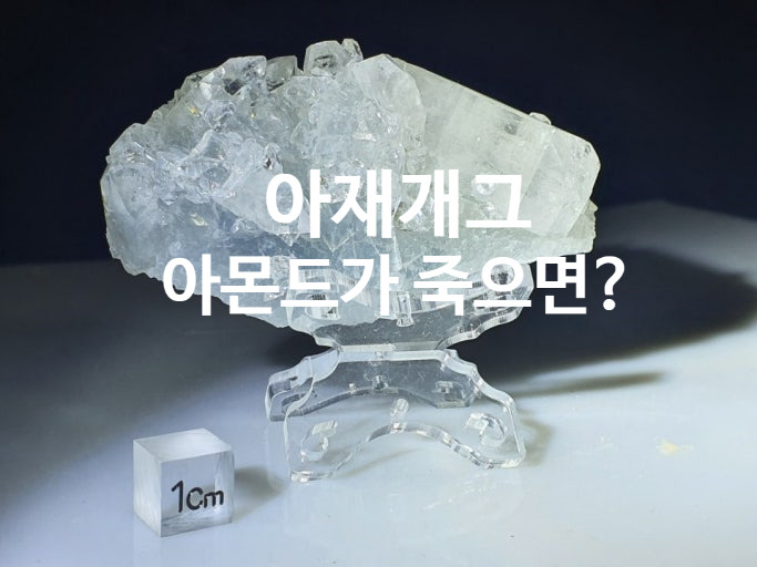 아재개그_아몬드가 죽으면?