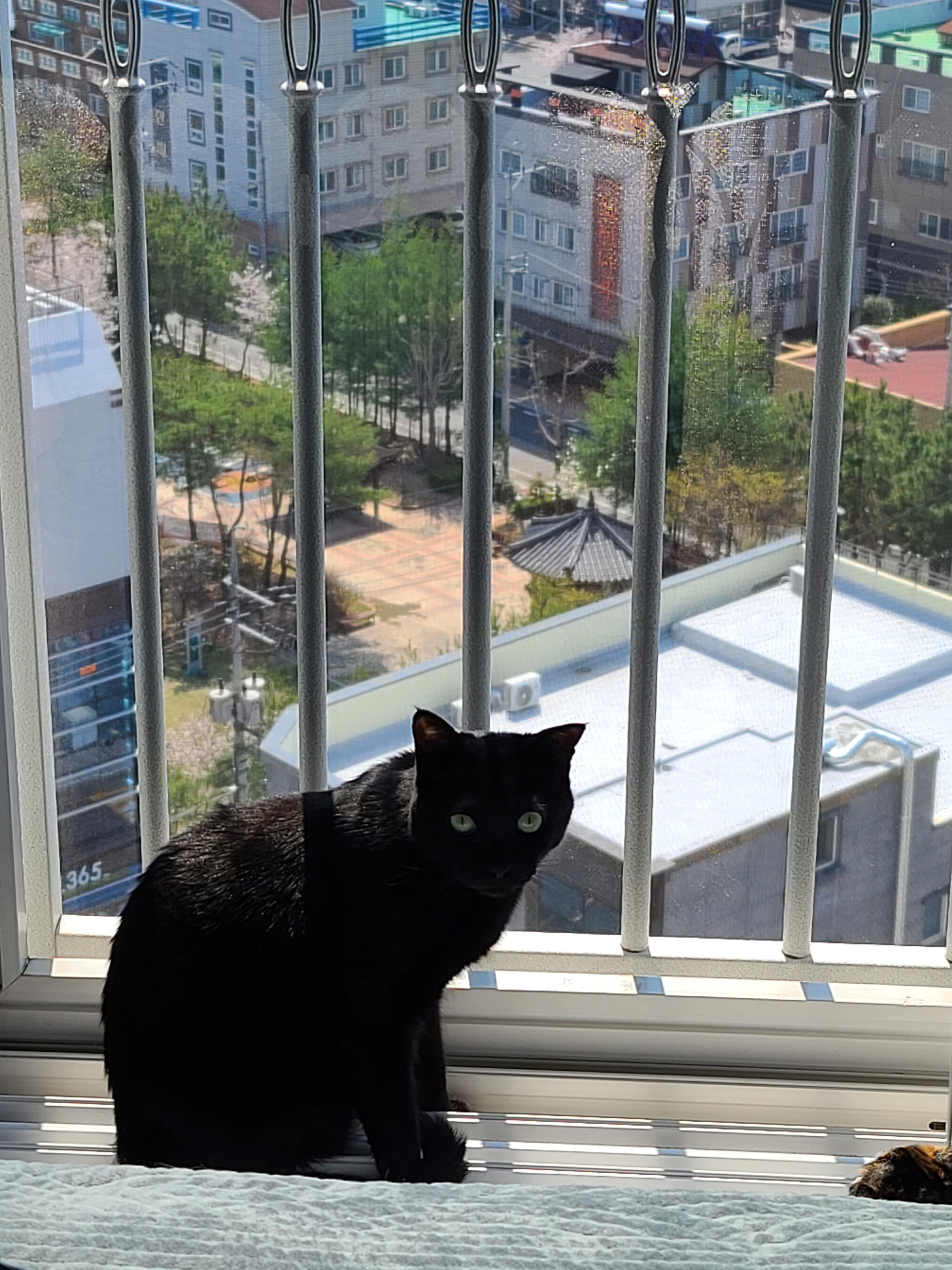 일요일 아침. 봄햇살에 기분이 좋은 고양이들.