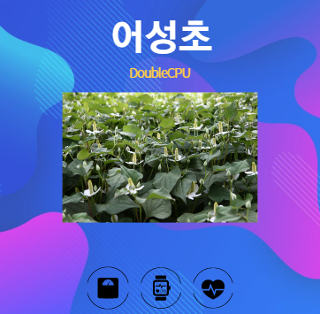 어성초 알아보기