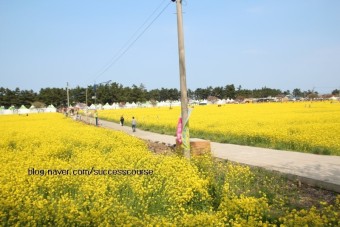 삼척 맹방 유채꽃