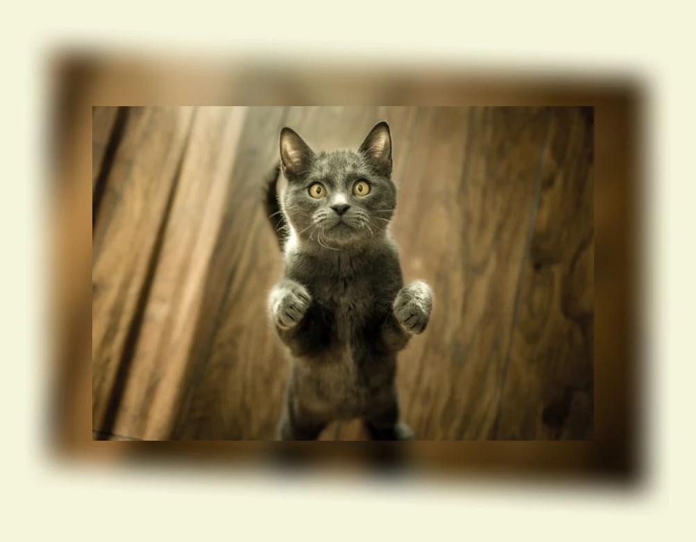 고양이 수명_2_subsection