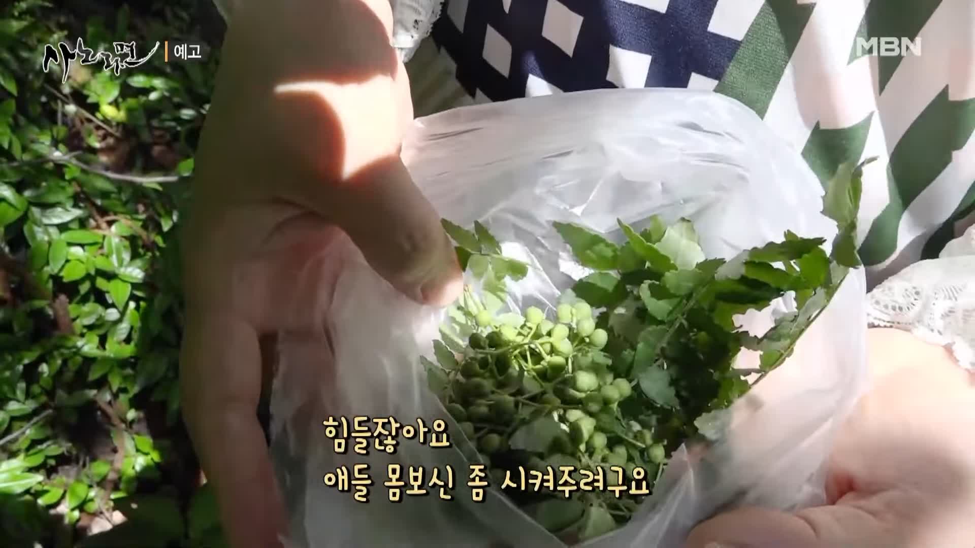 휴먼다큐 사노라면 543회 국악 4남매 엄마 신자씨의 어화둥둥 내 사랑 소개 및 출연 다시보기