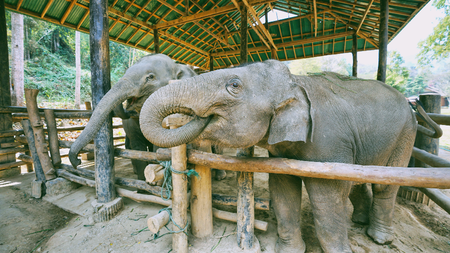 치앙마이 9~10월 한달살기