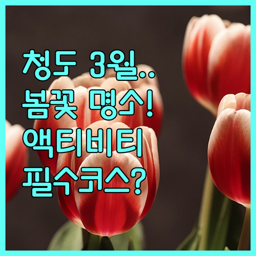 대구 근교 3월 여행지 청도 봄꽃 명..