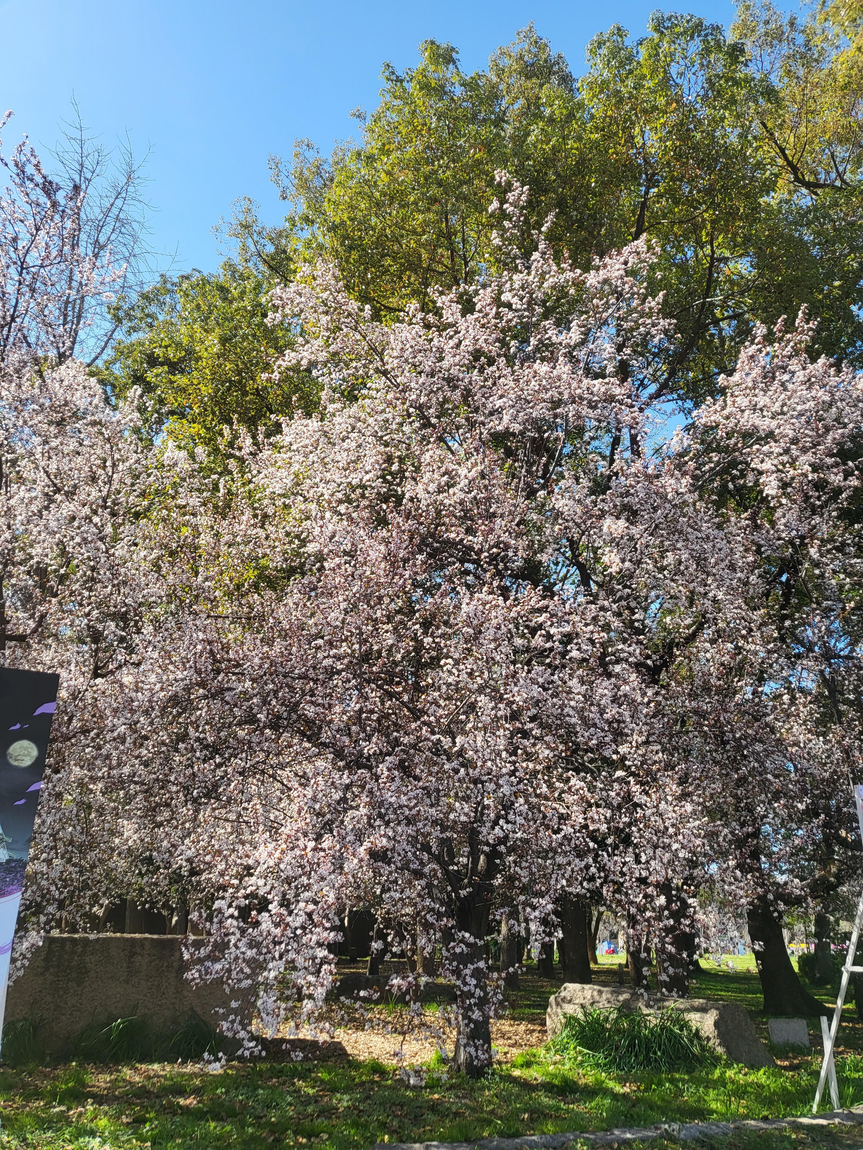 일본 오사카성 벚꽃