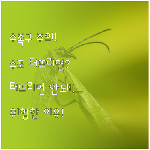 수족구 수포 함부로 터뜨리면 안 되는..