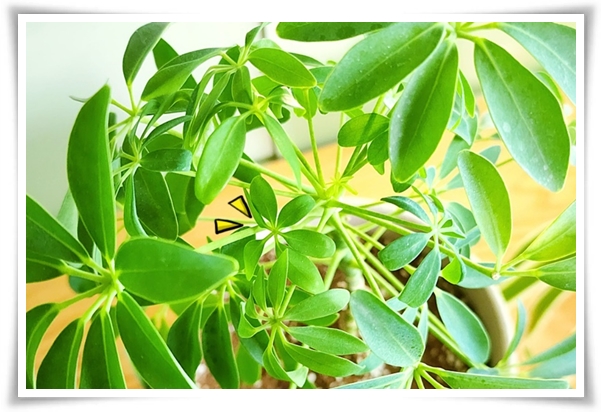 &quot;홍콩야자 키우기&quot; 실내 정원 가꾸기에 매력적인 식물!