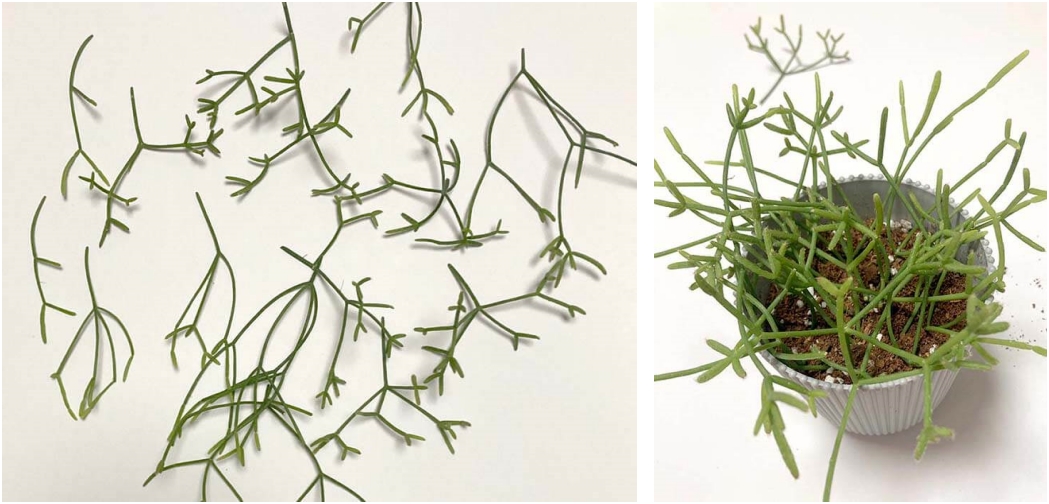 립살리스_프리카룸 _번식