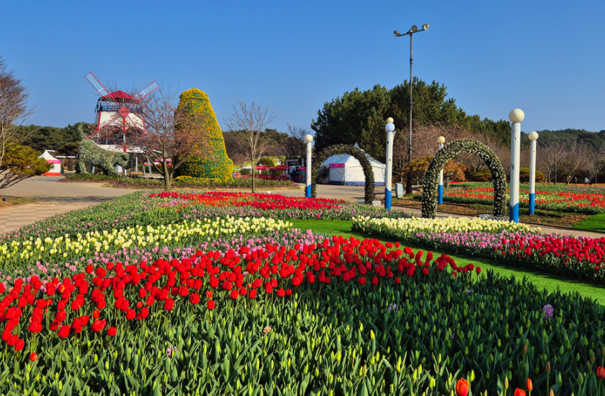 태안 튤립 축제 기간