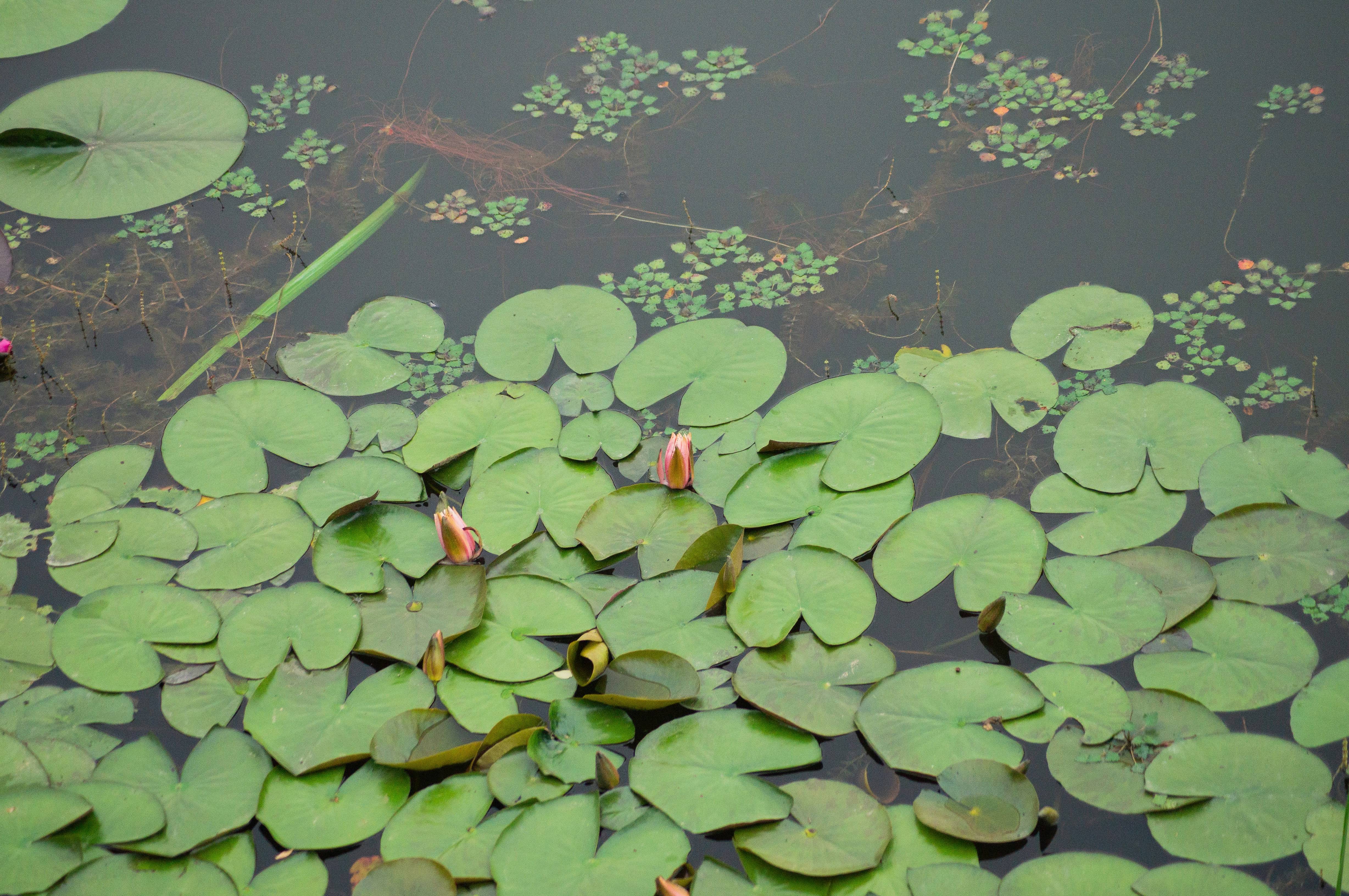국민청원 홈페이지 바로가기 최신 주소