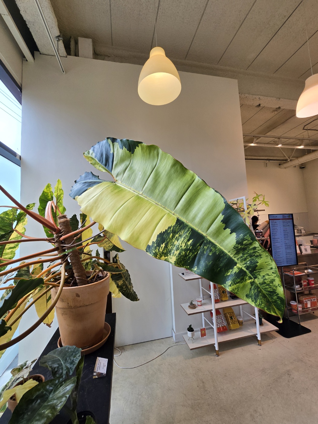 빌리에티에바리에가타가 잎