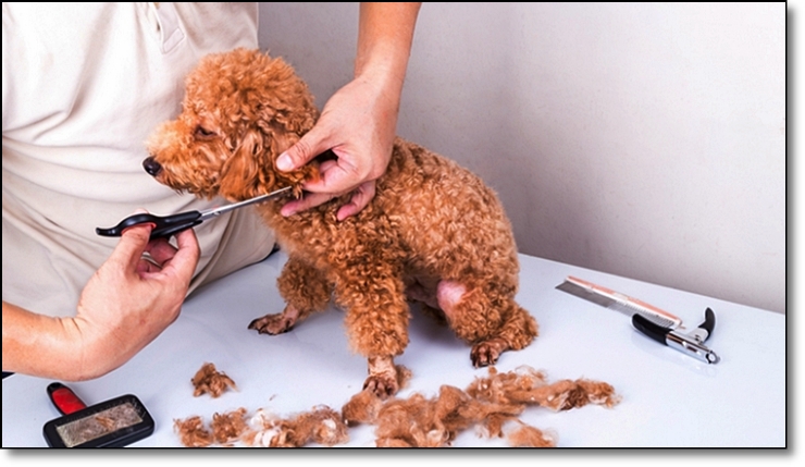 광주반려동물학과 고등학교와 대학교 알아보기