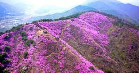 강화도 고려산 사진