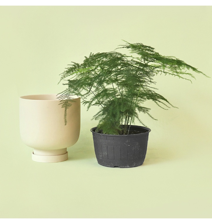 아스파라거스 세타세우스