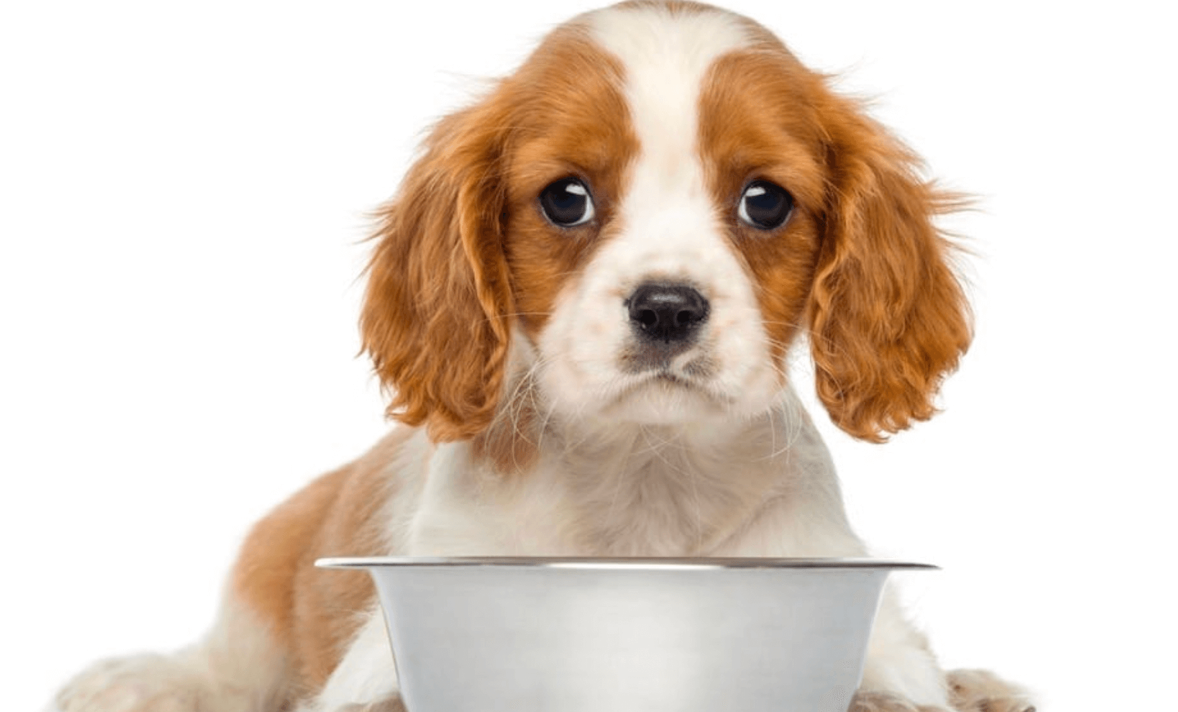 알레르기 치료 비용