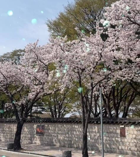 경주 대릉원 돌담길 벚꽂축제