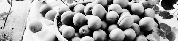 매실 수확시기, 매실 따는시기: 매실 재배 성공률 증가