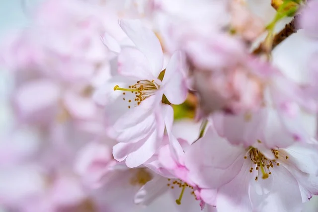 벚꽃 개화시기 2024 축제 일정 및 명소 추천