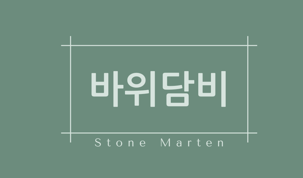 바위담비(Stone Marten)