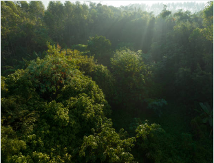 화담숲 모노레일 예약
