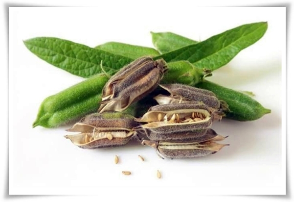 텃밭 "5월, 참깨 심으세요!" 향긋한 꼬소함이 톡톡, 텃밭에서 직접 키우기!