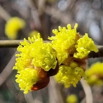 생강나무 꽃 개화시기 모양 특징_5