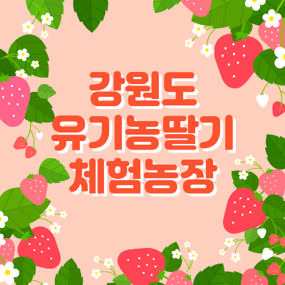 강원도 딸기 체험 농장