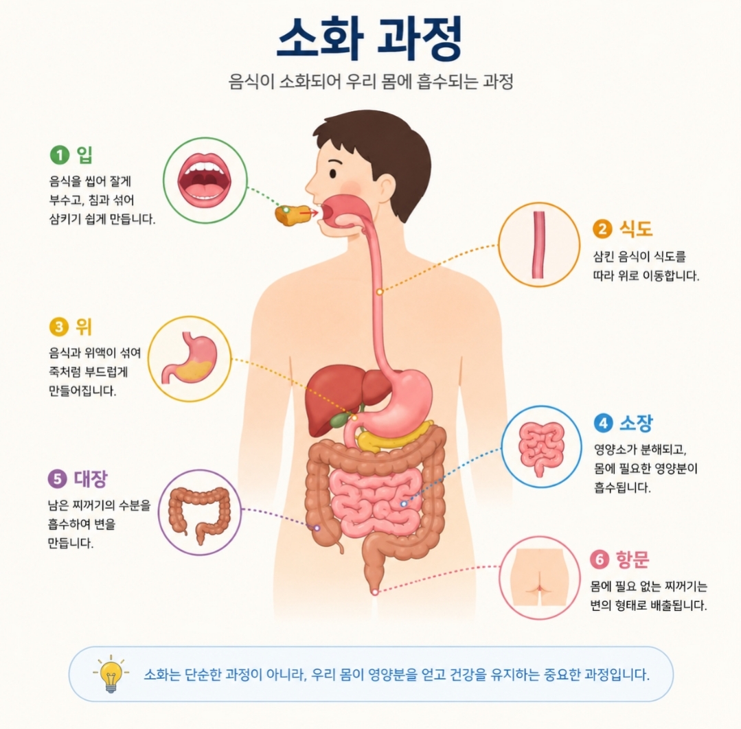 음식 소화 과정