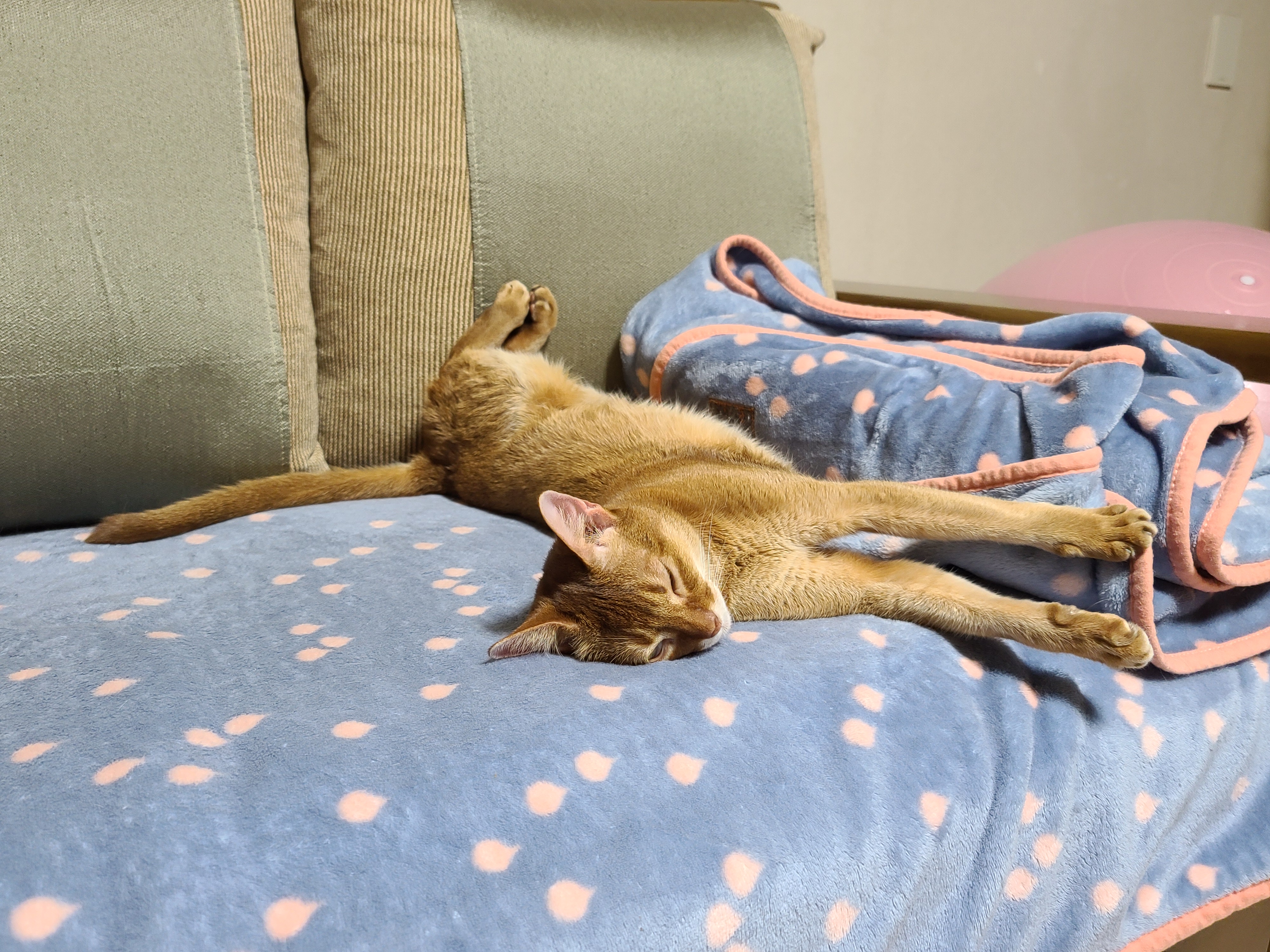 전기장판 찜질하는 고양이