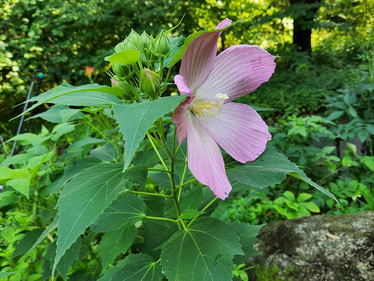 부용