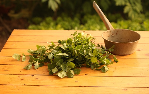 고대 스키타이 전사들의 전쟁 상처 치료법과 약초 연고