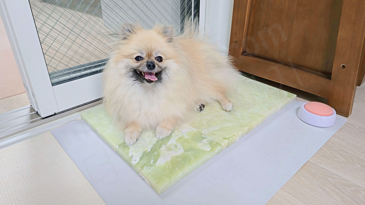 더위 예방을 위해 옥돌 침대 위에서 쉬고 있는 강아지