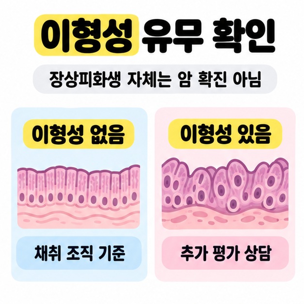 장상피화생 자체는 암 확진이 아님을 안내하고 이형성 없음은 채취 조직 기준, 이형성 있음은 추가 평가 상담으로 구분한다.