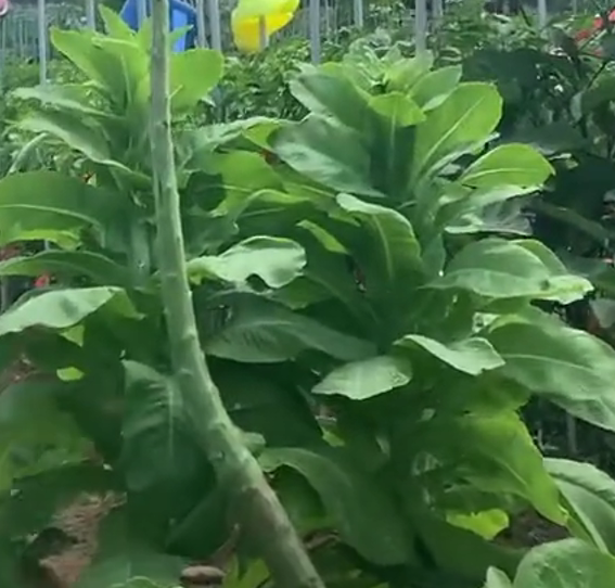 궁채 잎과 궁채 잎을 제거한 줄기