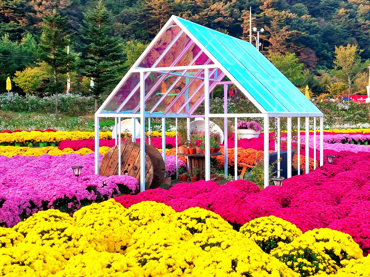 2024 강원도 인제 가을꽃 축제: 꽃길만 걷자 노을빛 국화 풍경, 단풍 후기 (10.17.)