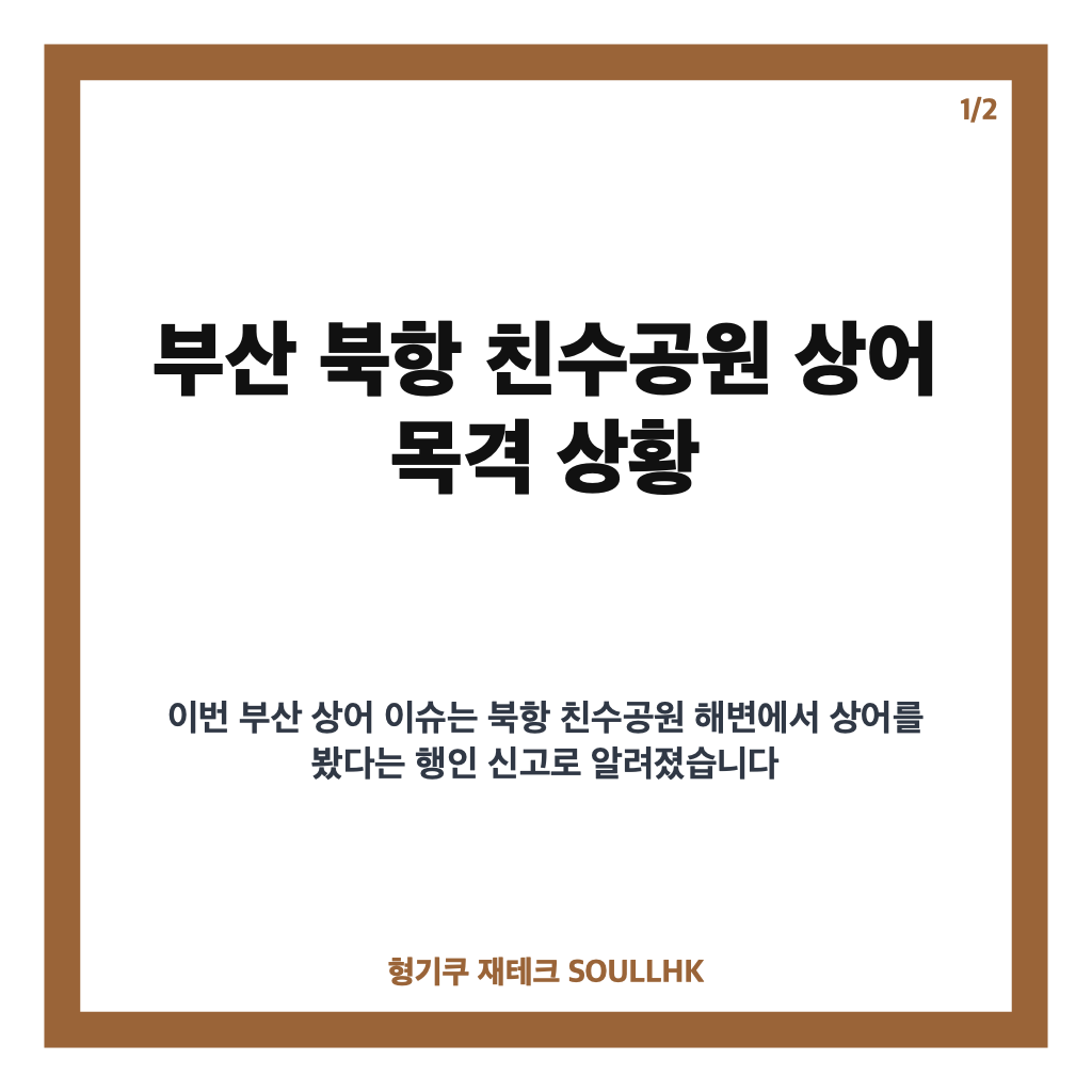 부산 상어 출몰, 북항 친수공원 3~4m 목격 상황과 안전 유의사항 카드뉴스 1